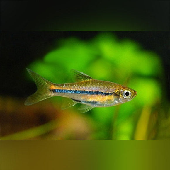 Rasbora Brilliant
