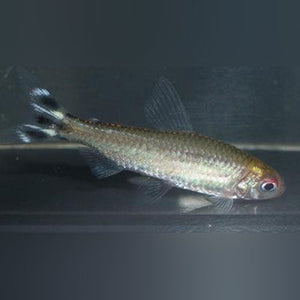 Tetra Rummynose Platinum