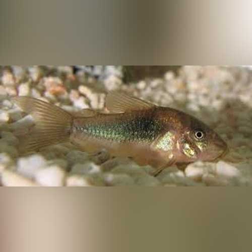 Cory Bronze