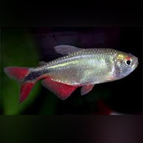 Tetra Buenos Aires