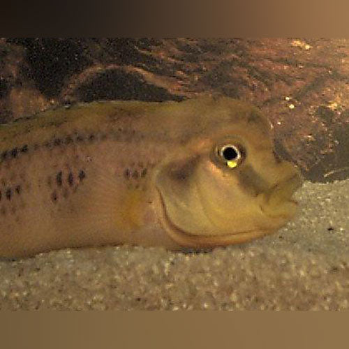 Cichlid Buffalo Head