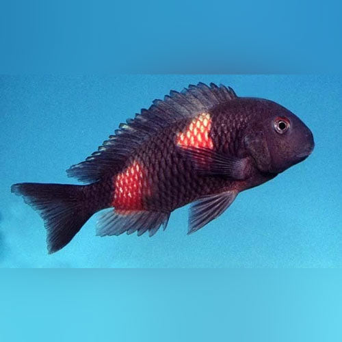 Cichlid Tropheus Bulu Point