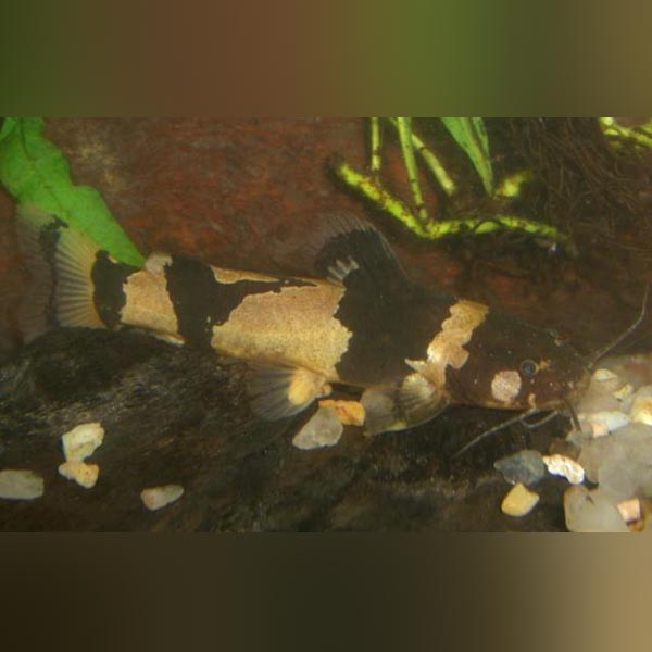 Catfish Bumblebee