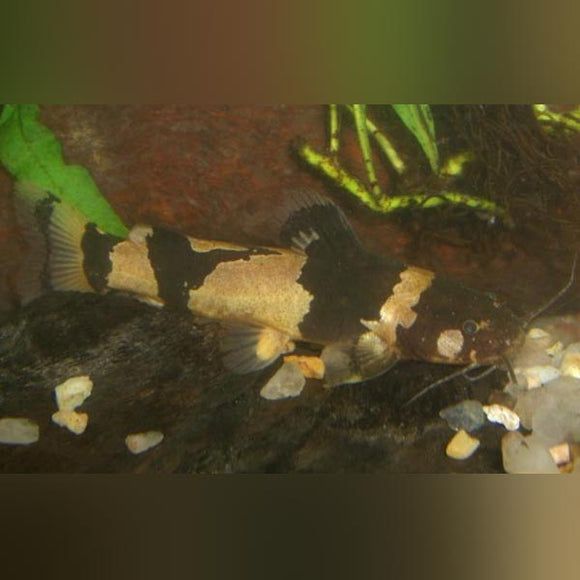 Catfish Bumblebee
