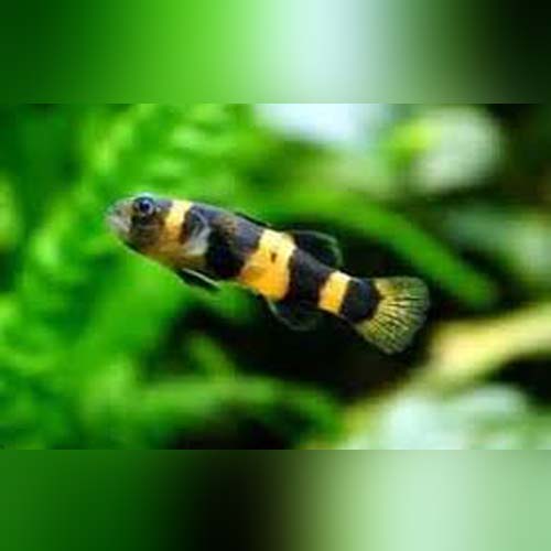 Goby Bumblebee
