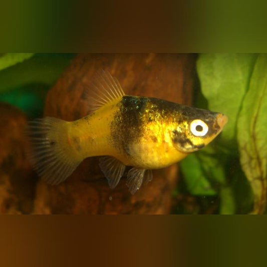 Platy Bumblebee
