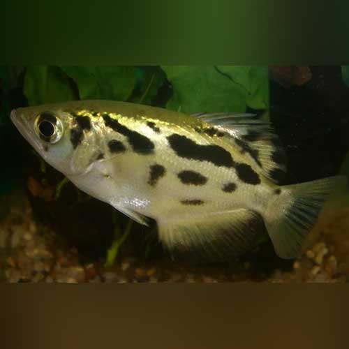 Archerfish Gold Burmese