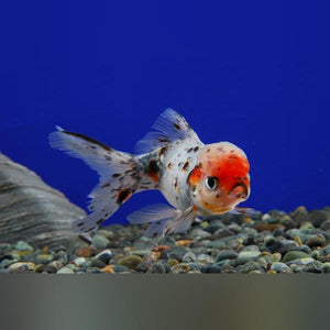 Goldfish Oranda Calico