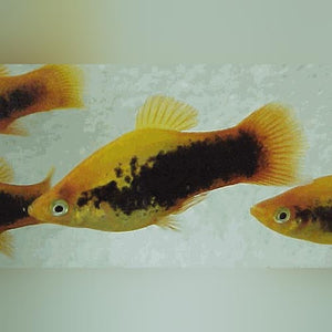 Platy Calico Sunburst