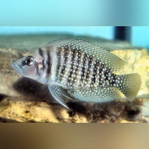 Cichlid Calvus