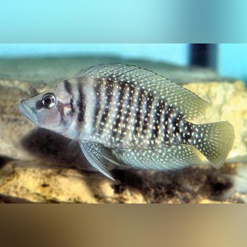 Cichlid Calvus