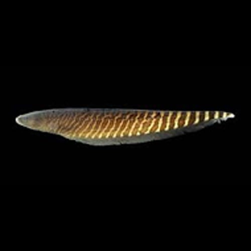 Knifefish Carapo