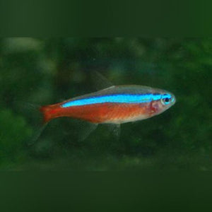 Tetra Cardinal