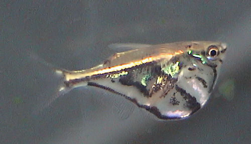 Hatchetfish Marble