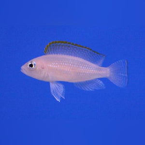 Cichlid Caudopunctatus