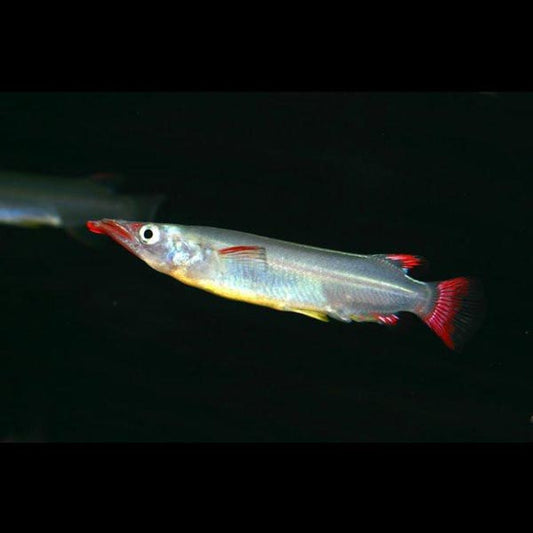 Halfbeak Celebese