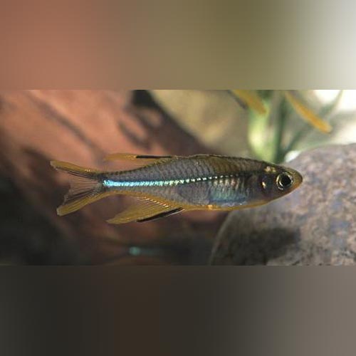 Rainbowfish Celebese