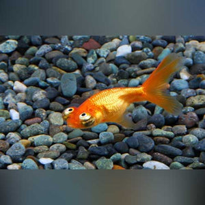 Goldfish Celestial Eye