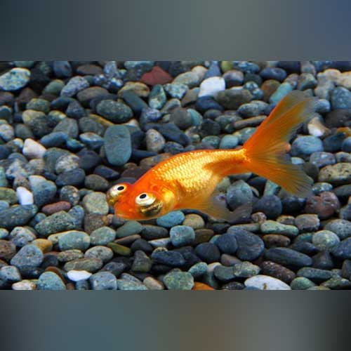 Goldfish Celestial Eye
