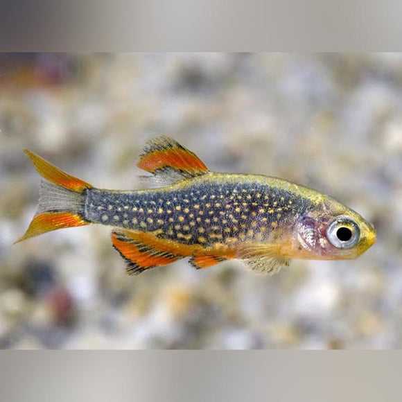 Rasbora Galaxy