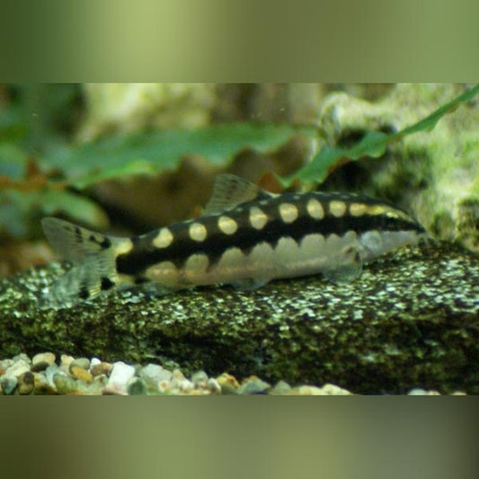 Loach Chain Link