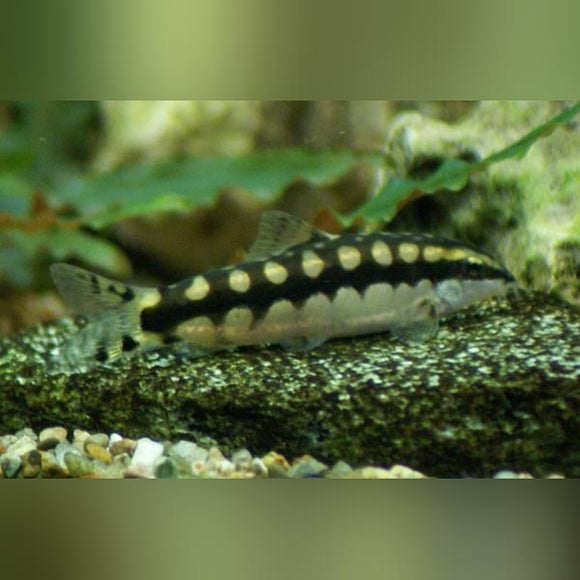 Loach Chain Link