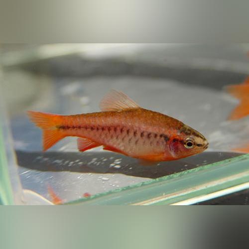 Barb Cherry Veil Tail