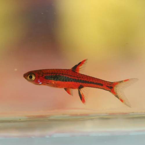 Rasbora Chili