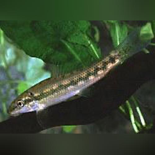 Algae Eater Chinese