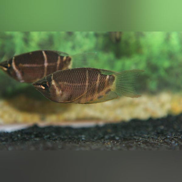 Gourami Chocolate