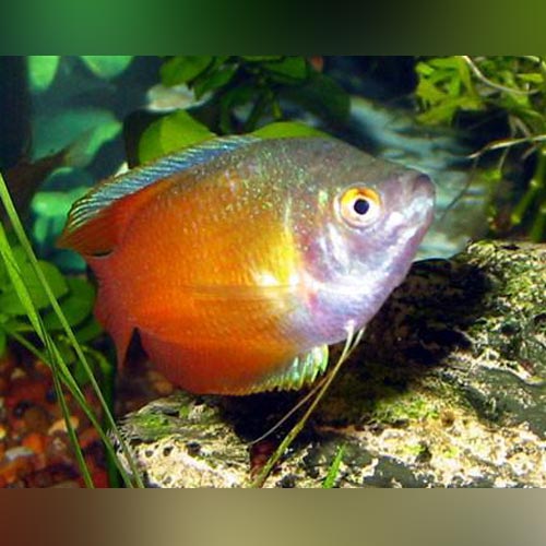 Gourami Red Flame Dwarf