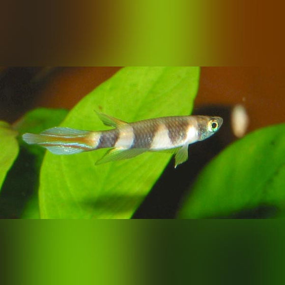 Killifish Clown