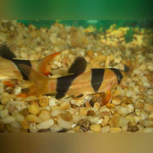 Loach Clown