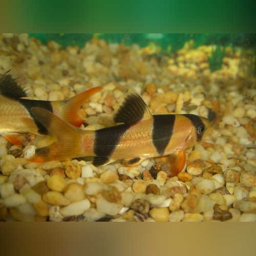 Loach Clown