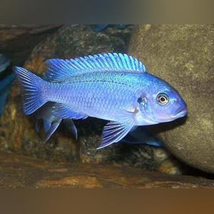 Cichlid Cobalt Blue