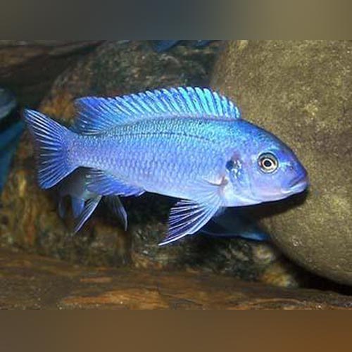 Cichlid Cobalt Blue