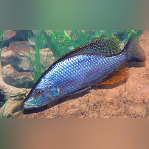 Cichlid Hap Compressiceps