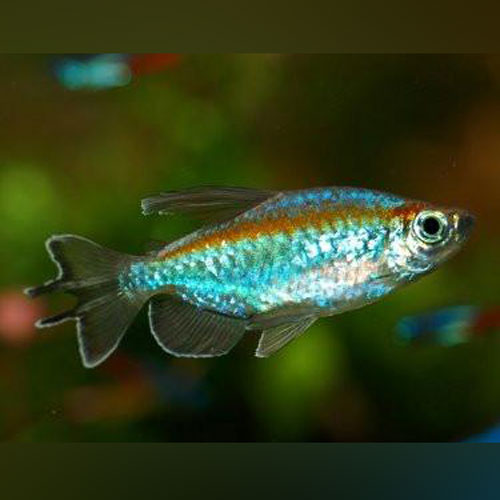 Tetra Congo