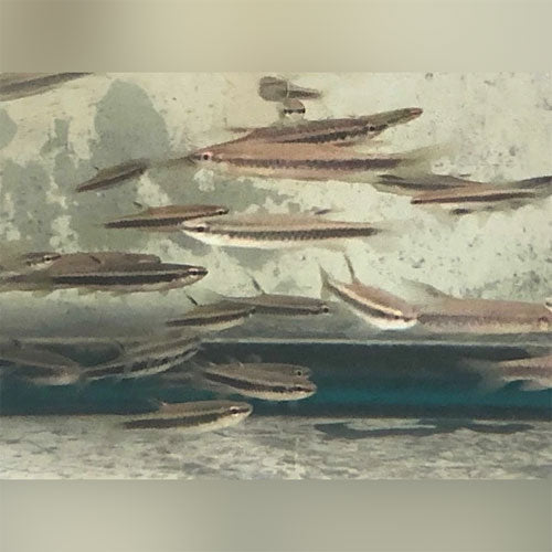 Tetra Copeina Splashing