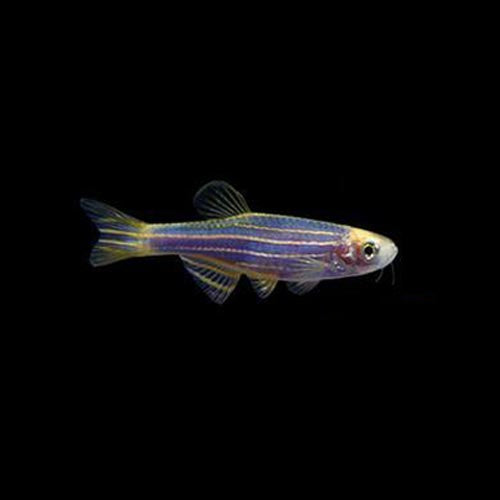 GloFish Danio Blue