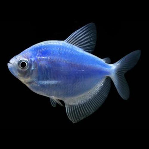 GloFish Tetra Blue