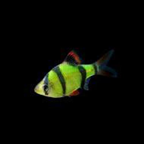 GloFish Barb Green