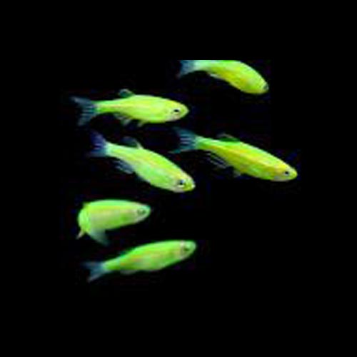 GloFish Danio Green