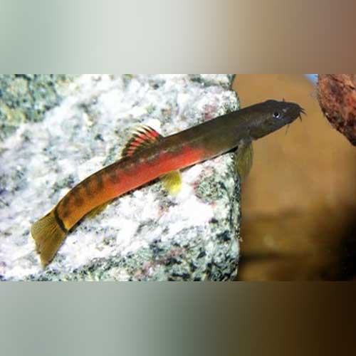 Loach Crimson