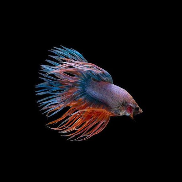 Betta Crowntail Male