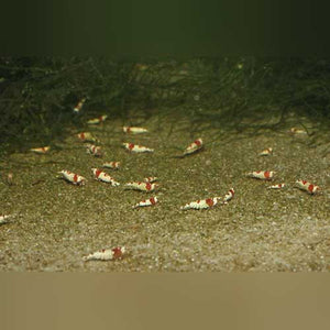Shrimp Crystal Red Gr A