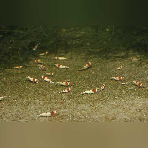 Shrimp Crystal Red Gr A