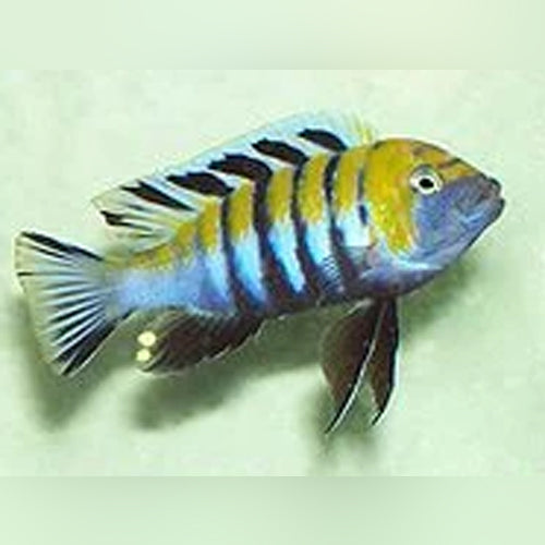 Cichlid Jalo Reef