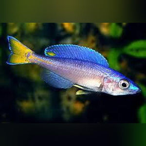 Cichlid Cyprichromis Kitumba