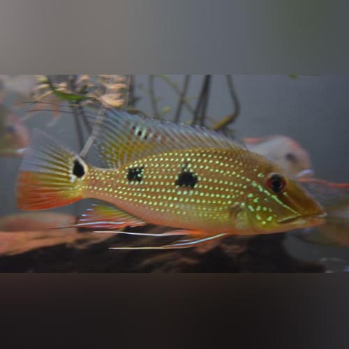 Cichlid Daemon